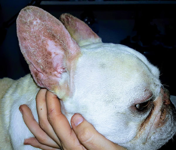 perros dermatologicos